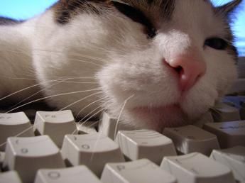 An "expert" with nothing more than a keyboard is not better than this cat.